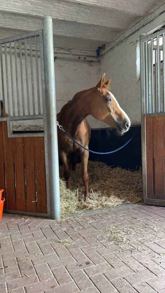 Jument &agrave; donner 