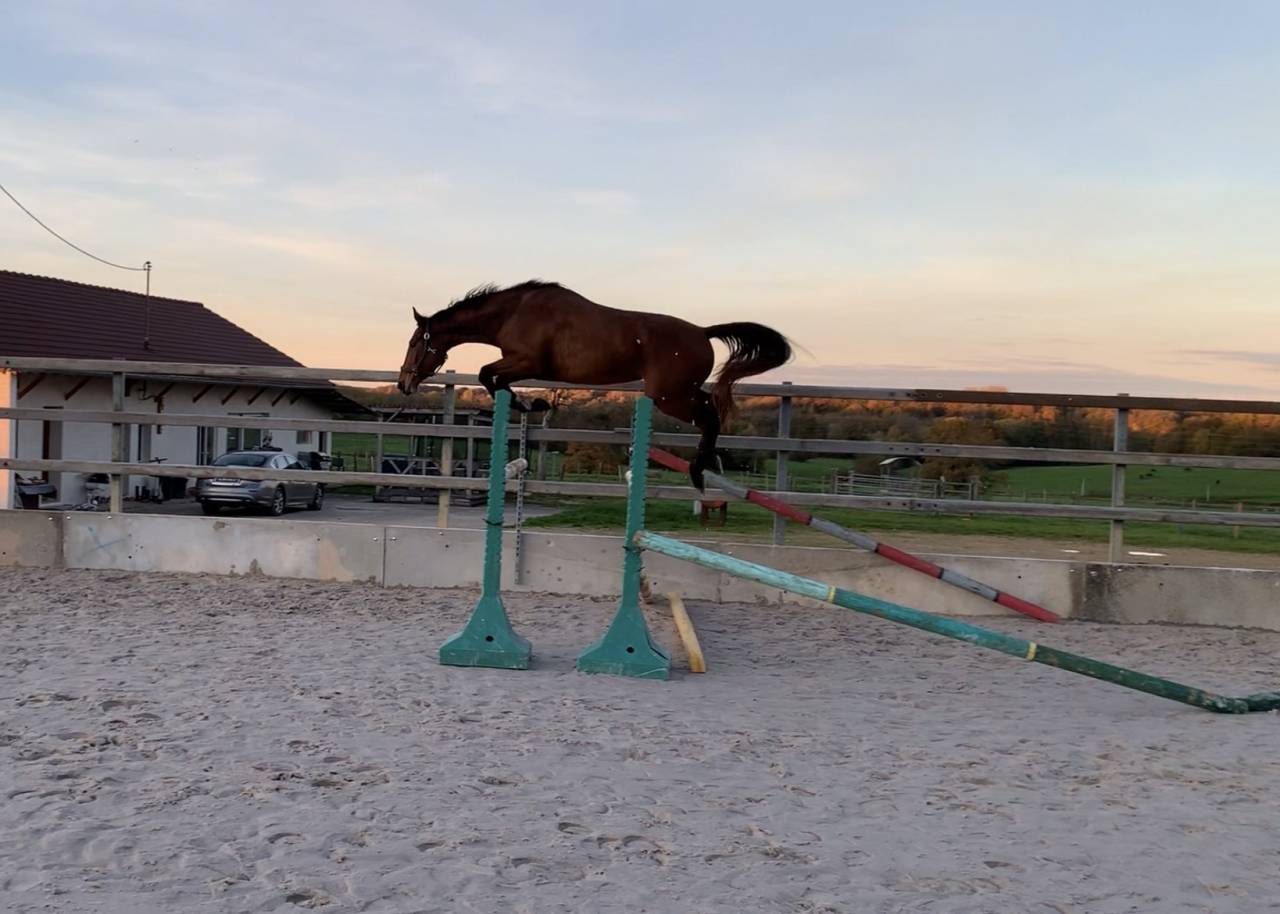 Jument de sport prend 4 ans 