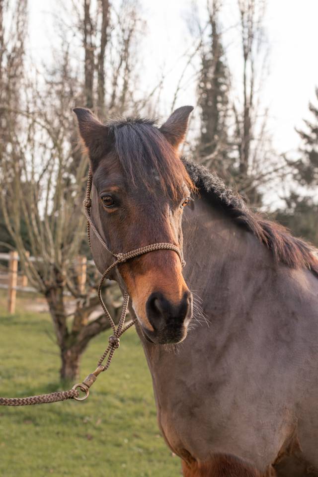 Poney fran&ccedil;ais de selle 