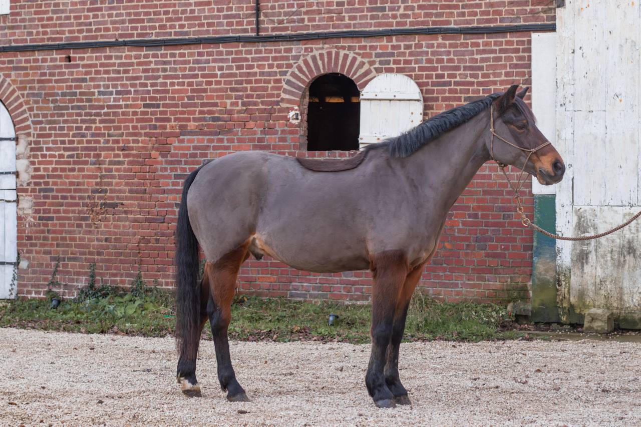 Poney fran&ccedil;ais de selle 