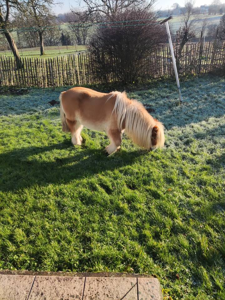 Deux poneys a donner