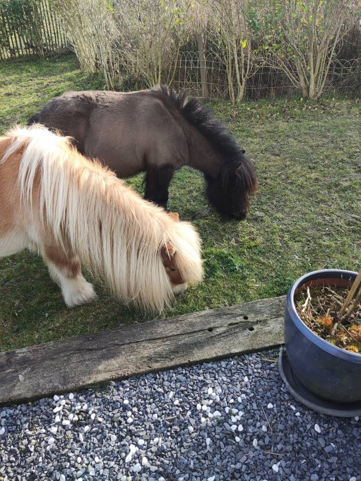 Deux poneys a donner