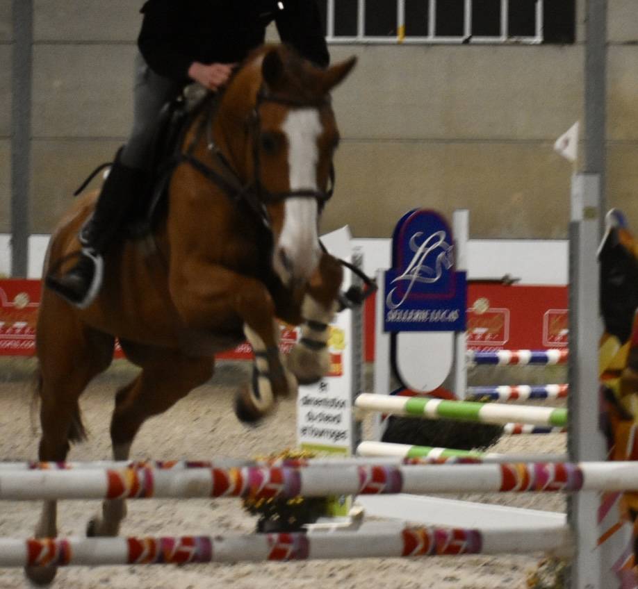 Chic petit cheval professeur 