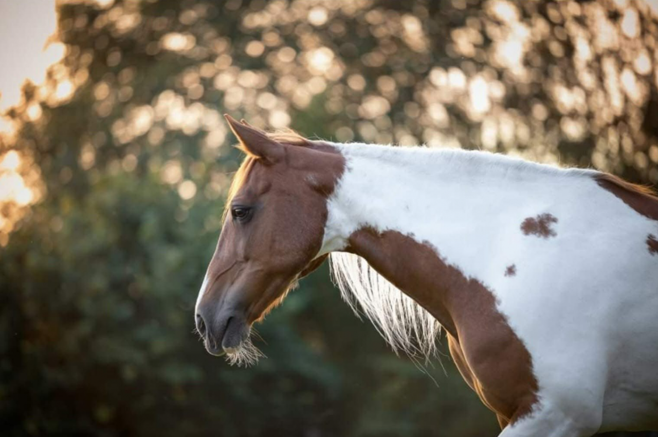 Demi-pension/compl&egrave;te disponible pour Kalou & Rowan