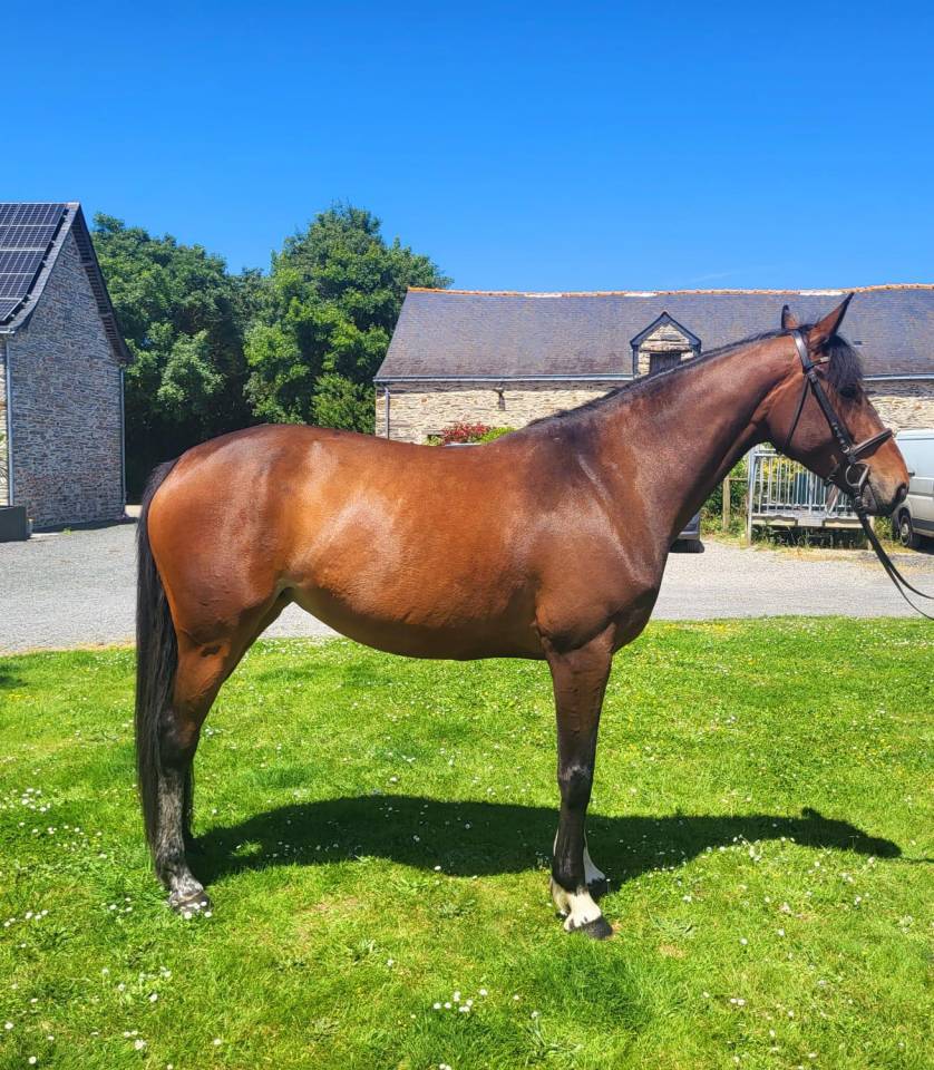 Jument 6 ans par dexter de kerglenn 