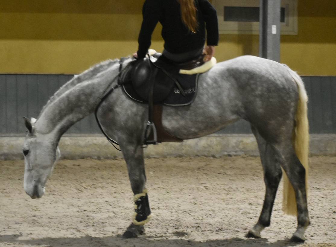 SUBLIME PONEY D CONNEMARA 