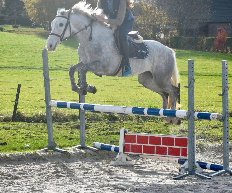 SUBLIME PONEY D CONNEMARA 