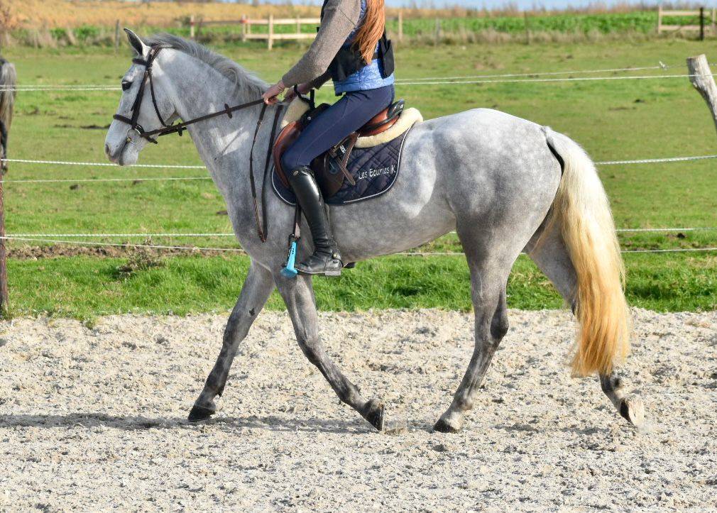 SUBLIME PONEY D CONNEMARA 