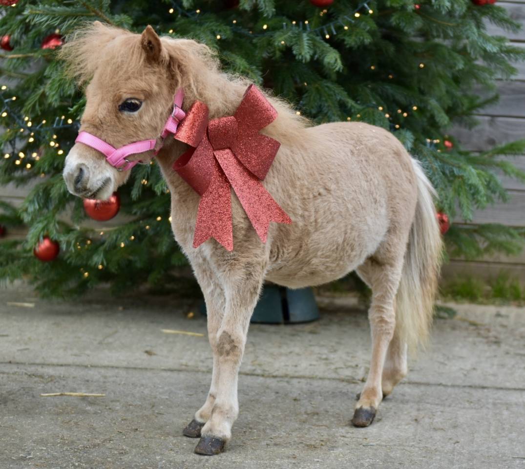 MINI HORSE 