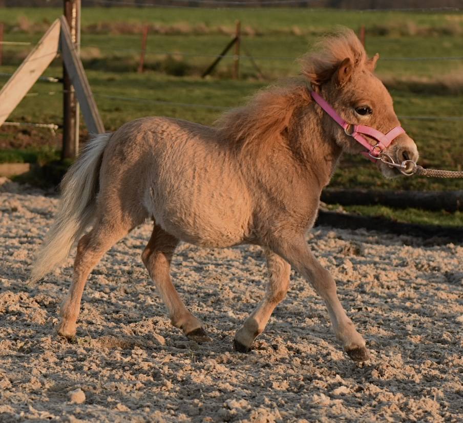 MINI HORSE 