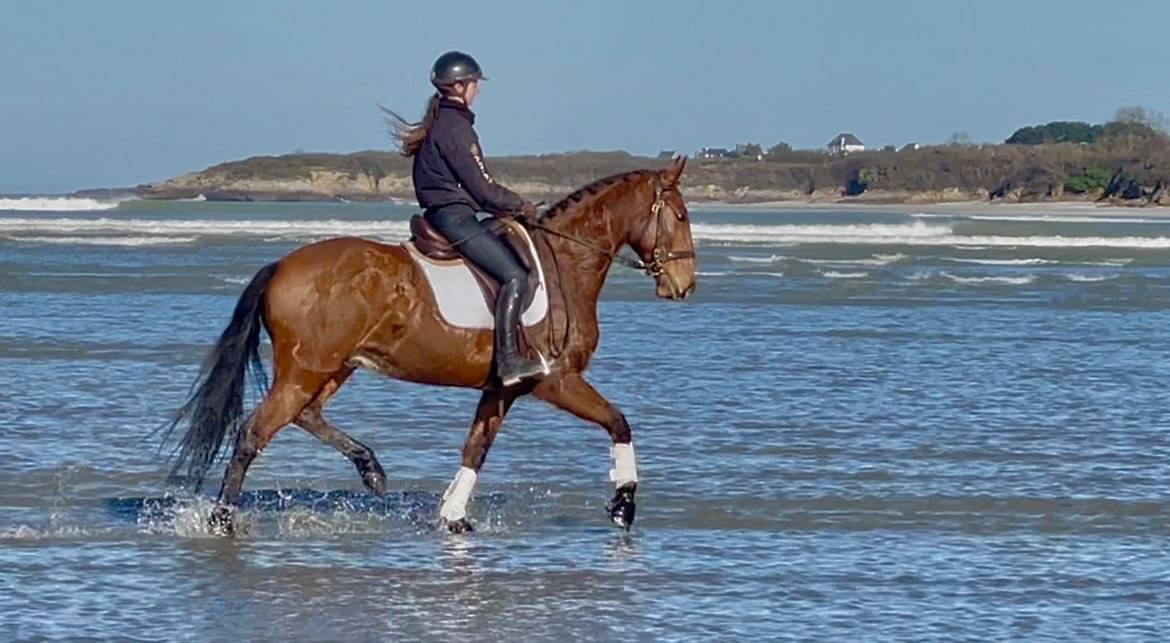 Cheval Lusitanien PP 6 ans