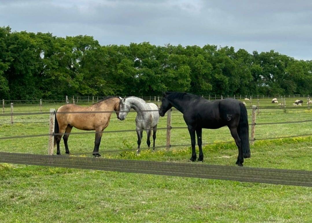 PURE RACE MINORQUINE HONGRE 9 ANS