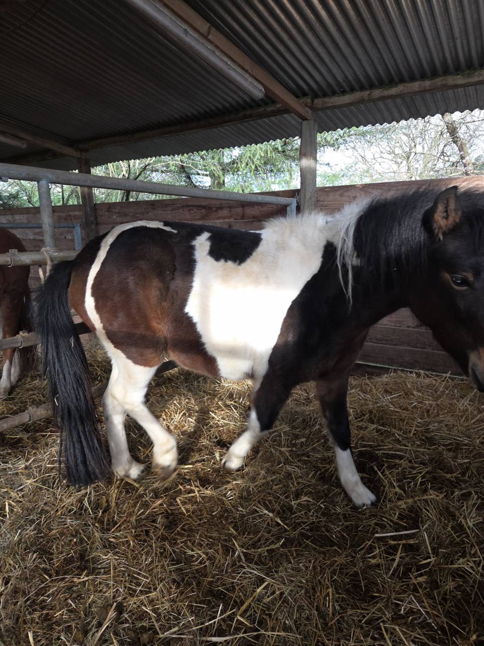 Maya, top ponette de 3 ans 
