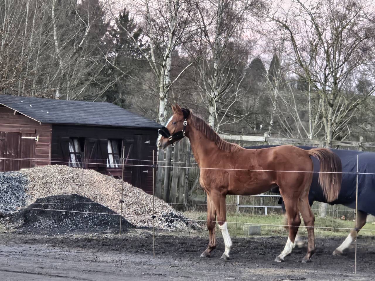 Superbe poulain BWP de dressage 