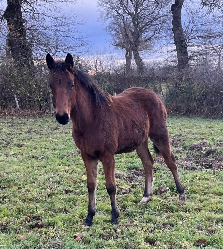 Poulain 2025 catchar mail x eyken des fontenis 