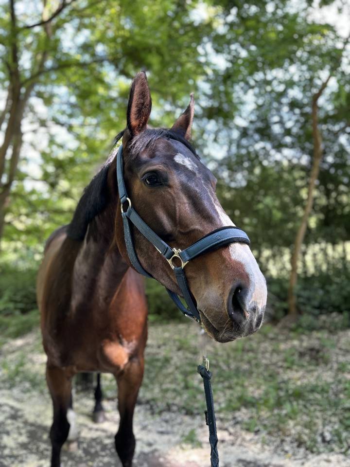 Jument 6 ans &agrave; vendre 