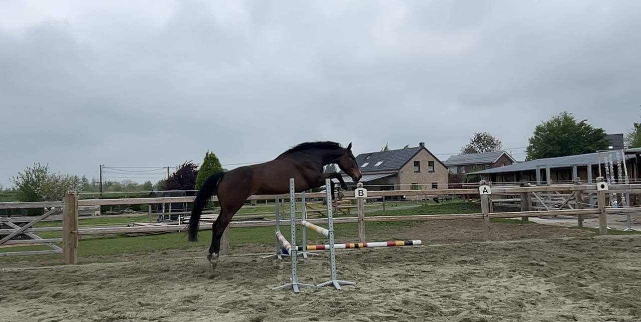 Jument 6 ans &agrave; vendre 