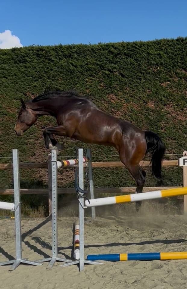 Jument 6 ans &agrave; vendre 