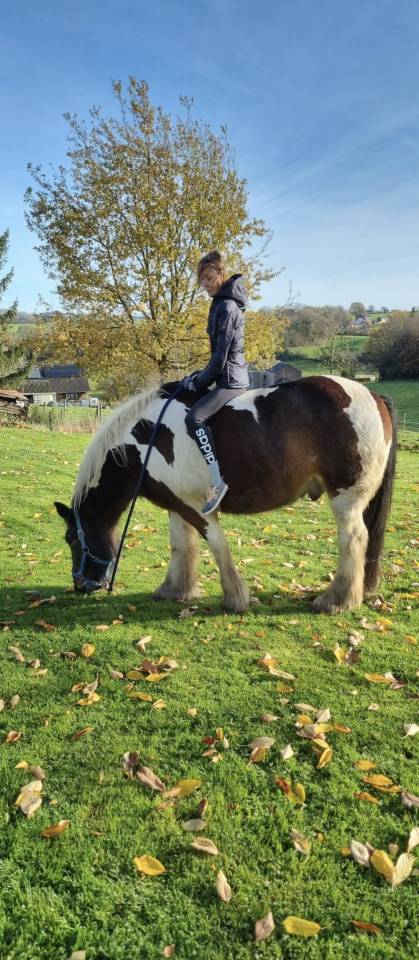 Donne Irish Cob contre bons soins.