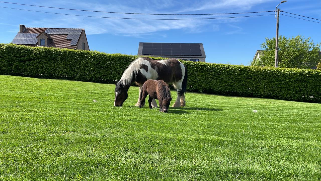 Donne Irish Cob contre bons soins.