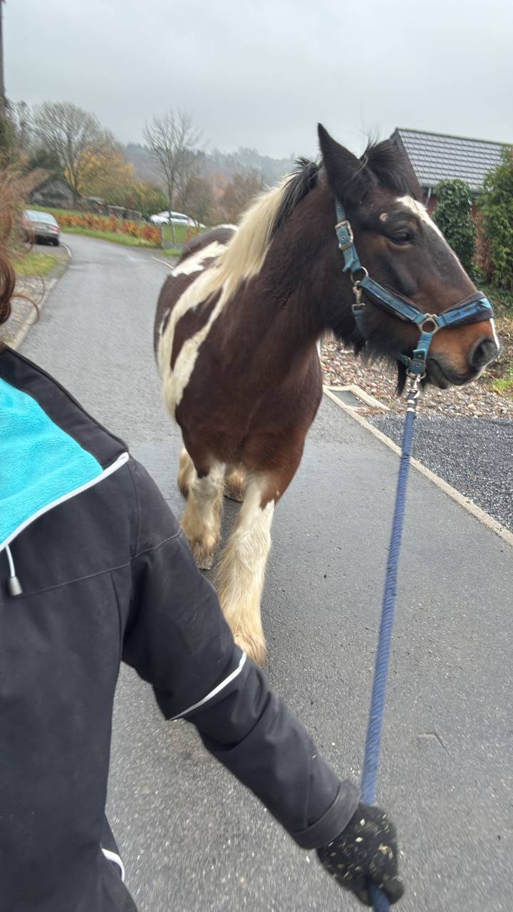 Donne Irish Cob contre bons soins.