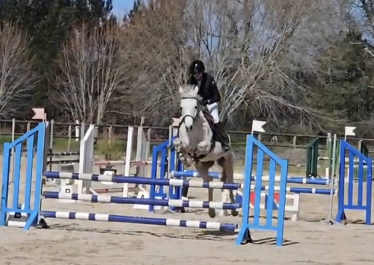 Poney Fran&ccedil;ais de Selle