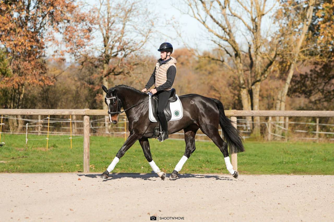  Jument - Oldenbourg - 5 ans - Dressage - France 