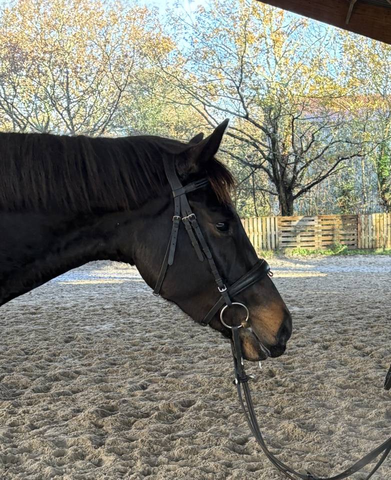 Jument dressage d&rsquo;avenir 