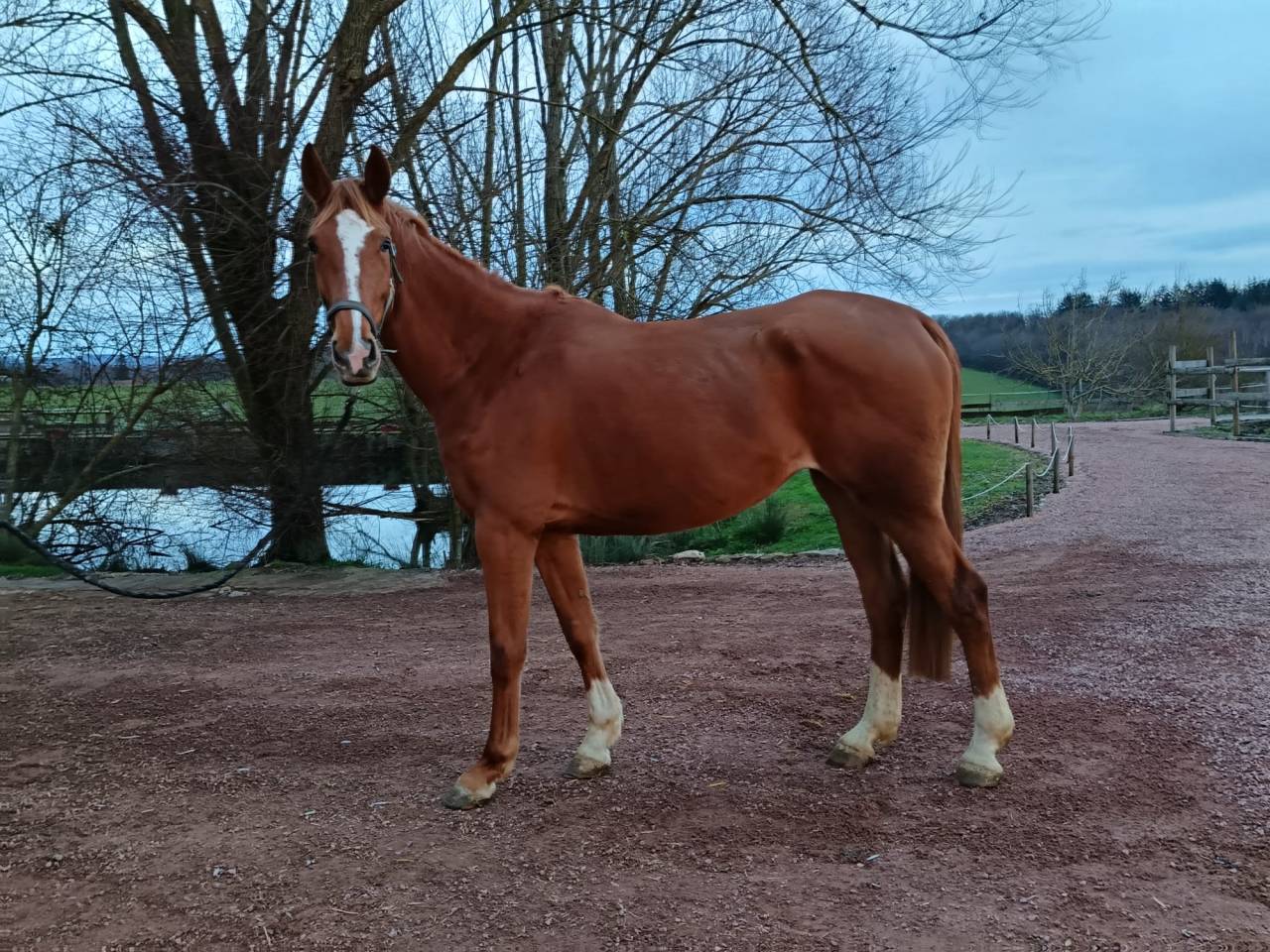 Ladiva de la combelle
