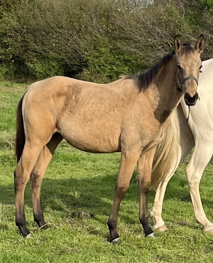 Pouliche SF 2025 isabelle