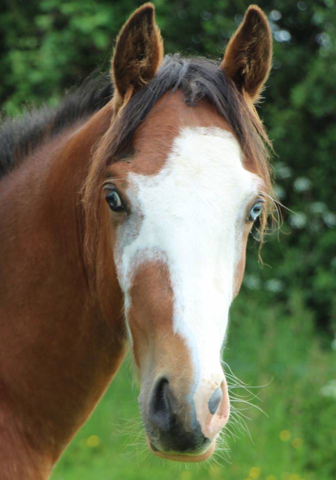 Entier PFS 2023 par Greatstar embets tilia