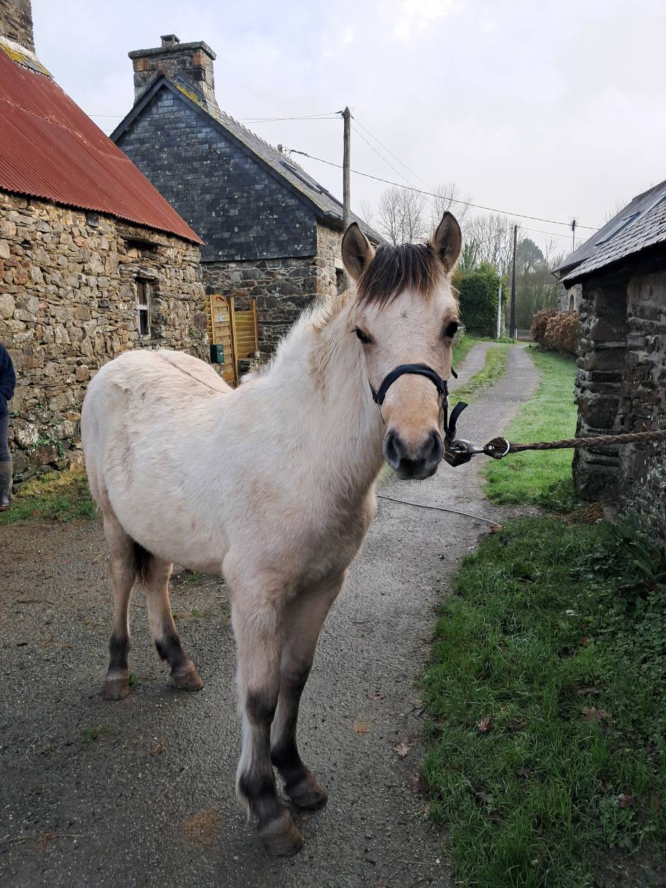 Pouliche Connemara Part Bred PP 8 mois