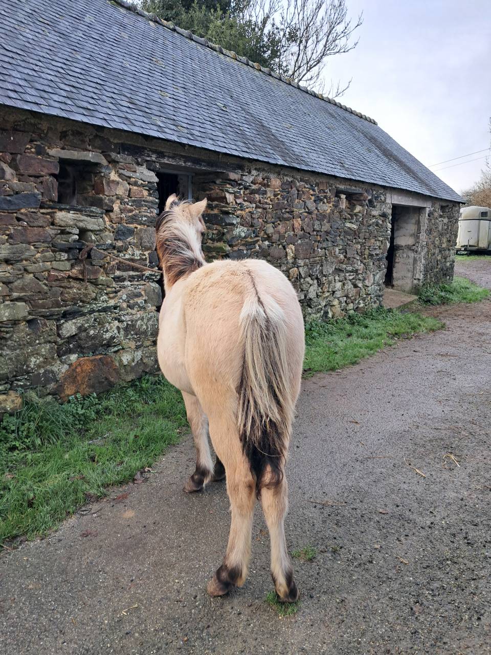 Pouliche Connemara Part Bred PP 8 mois