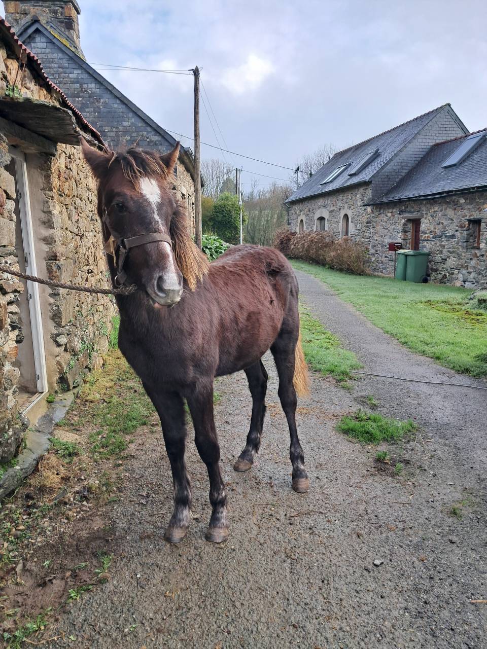 Poulain Connemara PP 8 mois