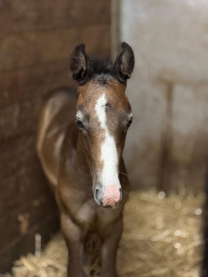 Unexpected - poulain par Untouchable 27