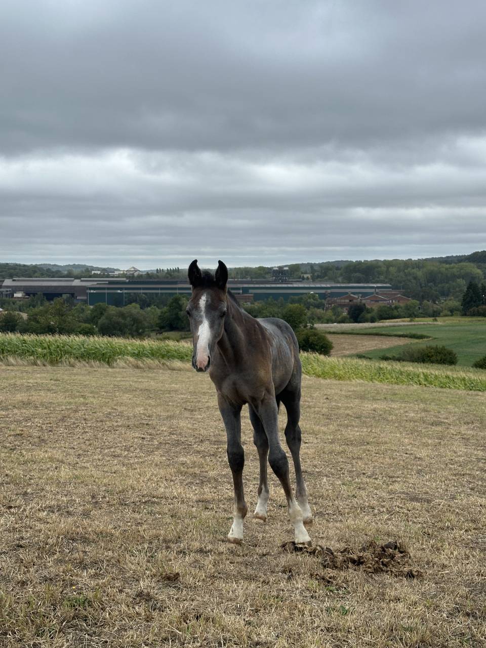 Unexpected - poulain par Untouchable 27