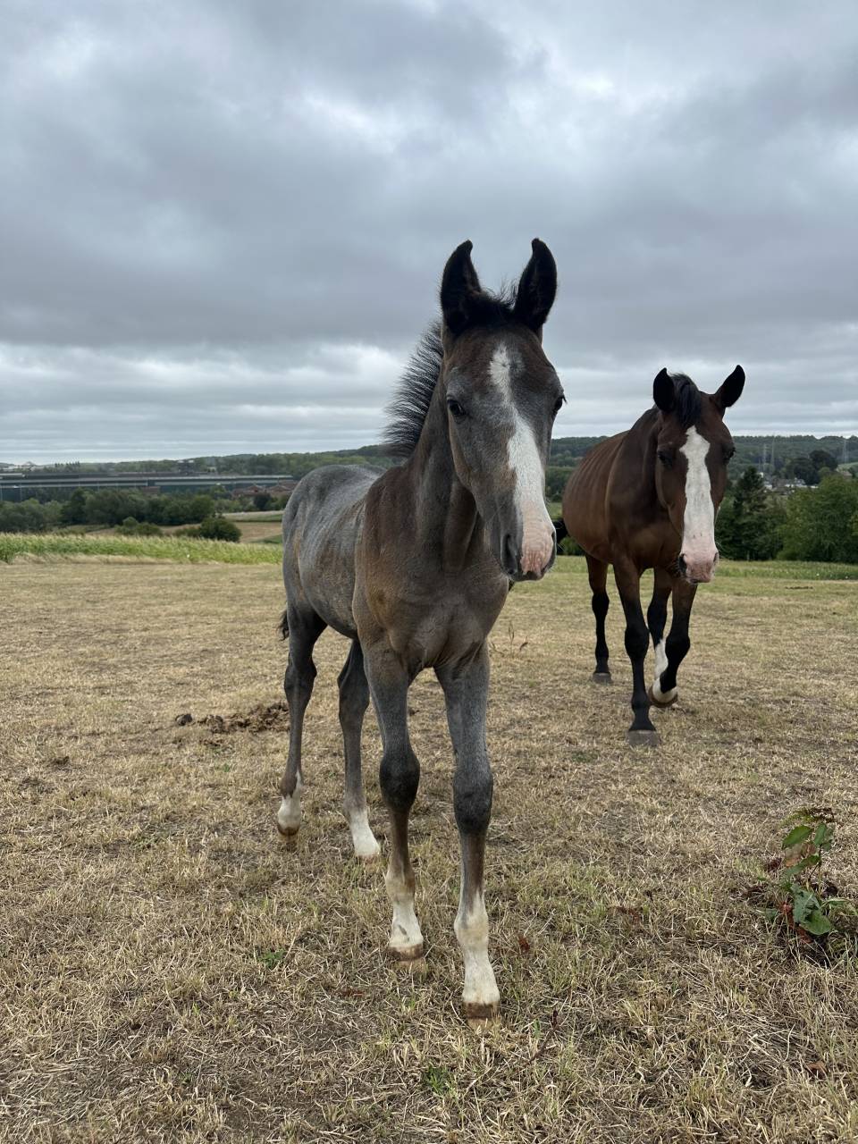 Unexpected - poulain par Untouchable 27