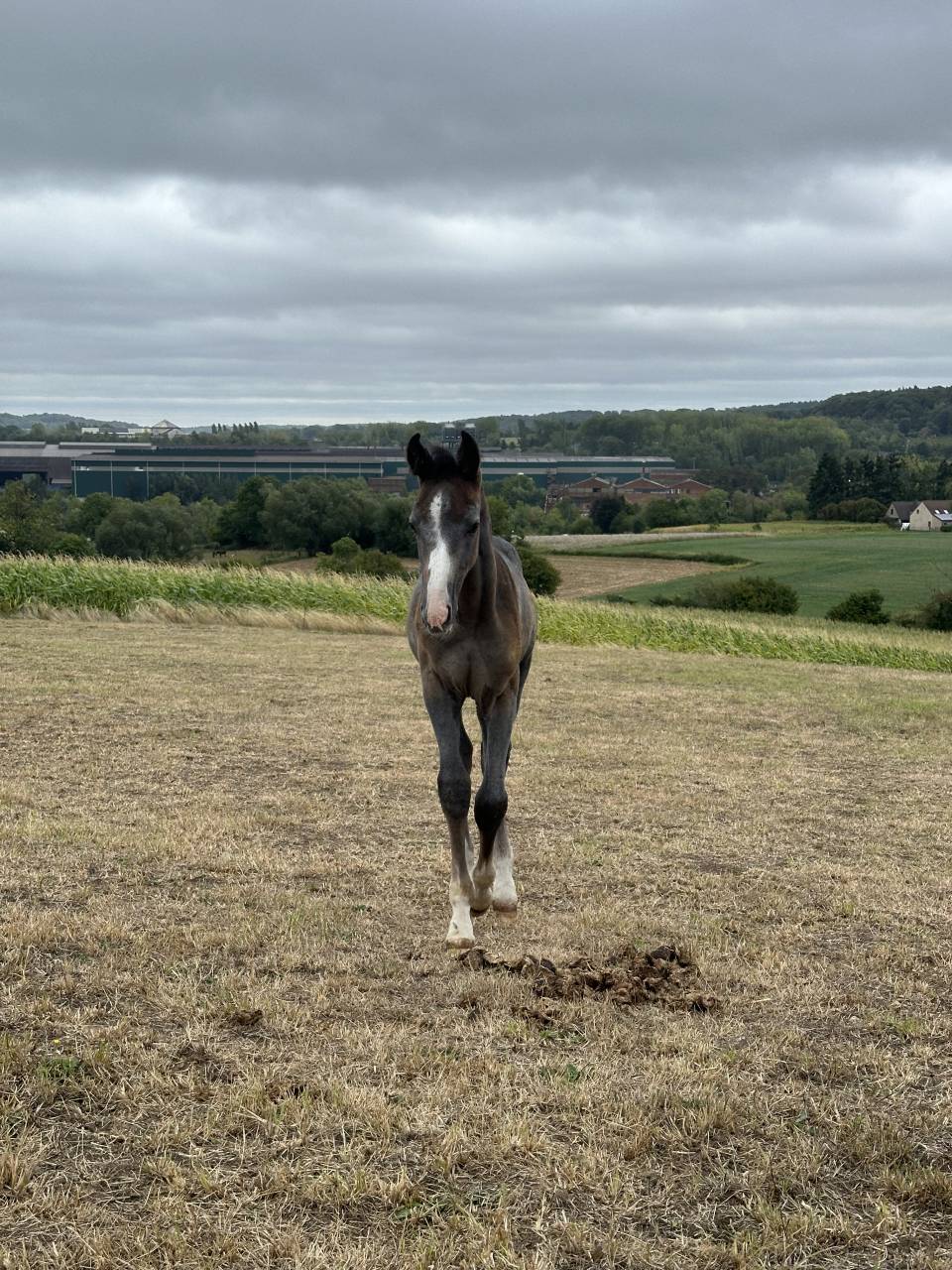 Unexpected - poulain par Untouchable 27