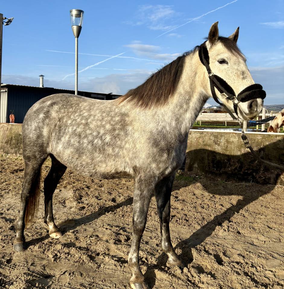 Magnifique Jument Espagnol de 6 ans 