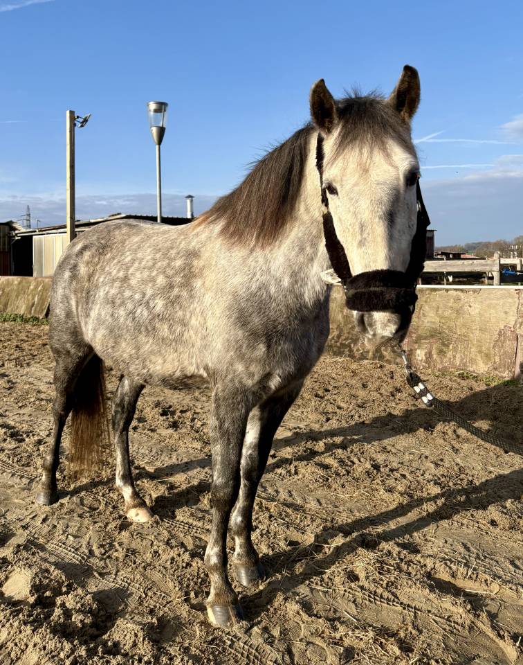 Magnifique Jument Espagnol de 6 ans 