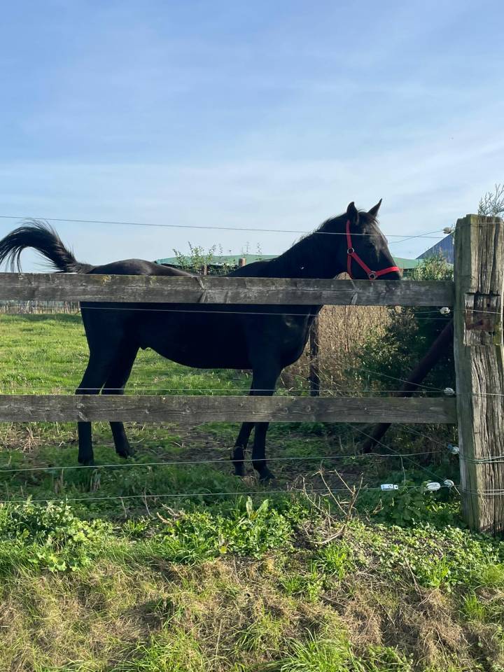 Cheval en demi pension ou a vendre