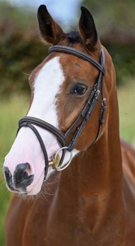 SUBLIME JEUNE JUMENT DE SPORT 