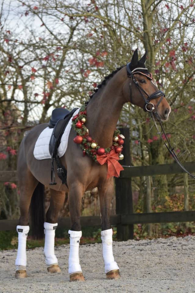 Hongre kwpn de 8 ans id&eacute;al CCE