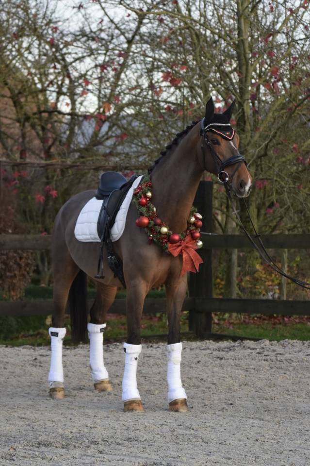 Hongre kwpn de 8 ans id&eacute;al CCE