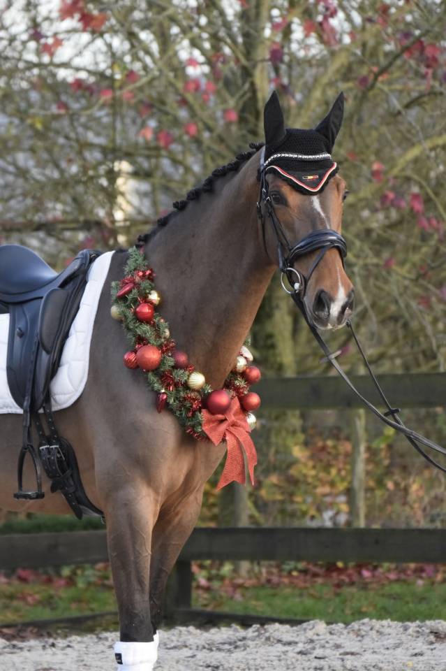 Hongre kwpn de 8 ans id&eacute;al CCE