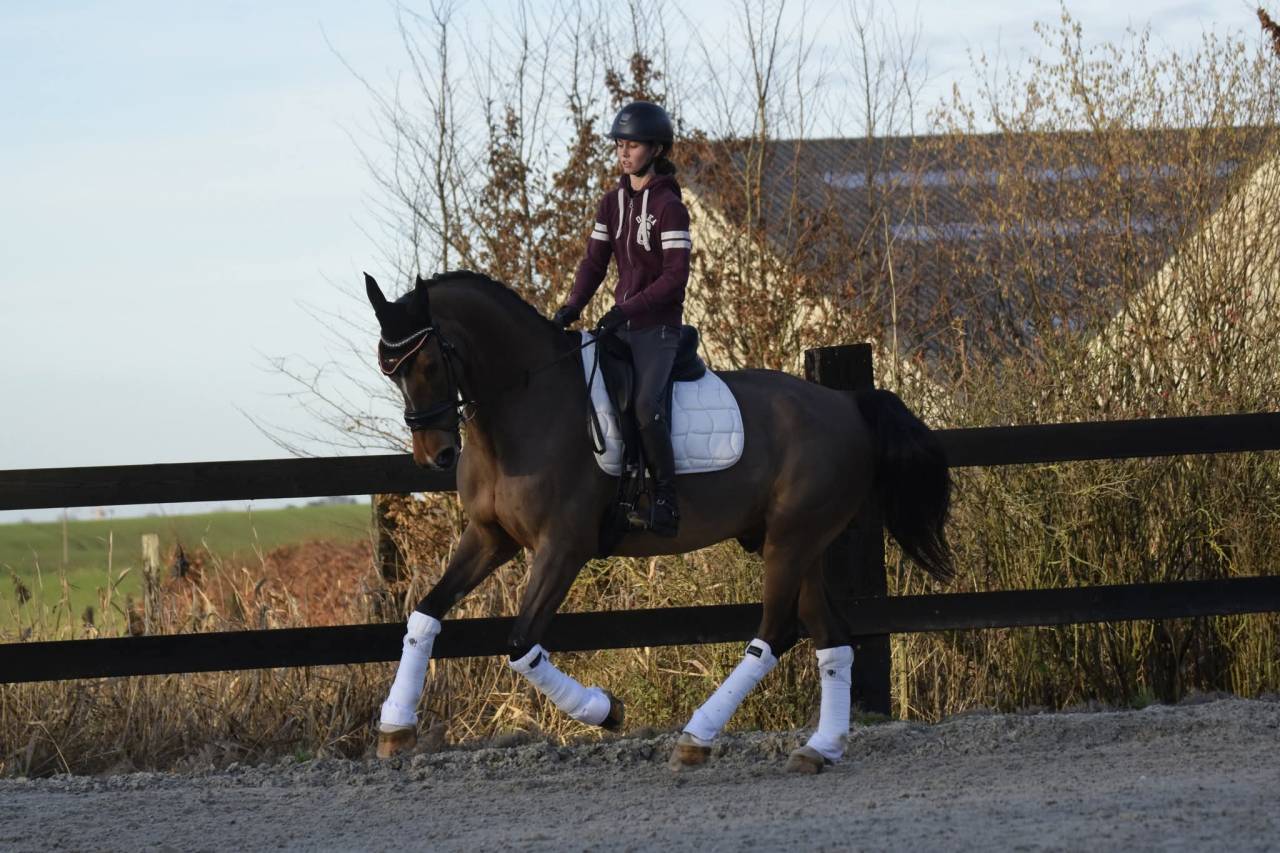 Hongre kwpn de 8 ans id&eacute;al CCE