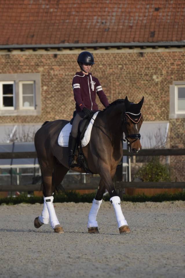 Hongre kwpn de 8 ans id&eacute;al CCE