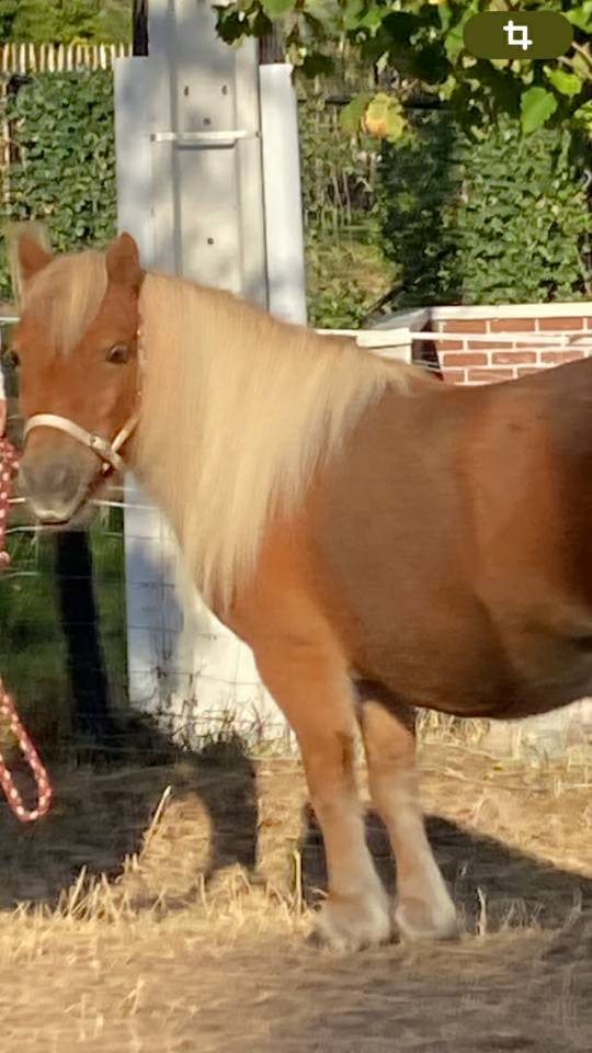 magnifique jument shetland 13 ans