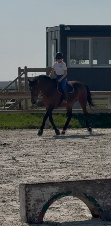 recherche d&rsquo;emploi &eacute;questre 