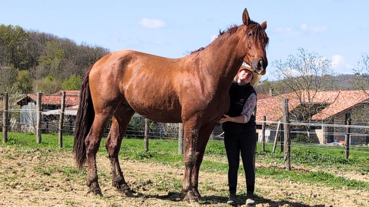 IMPERIAL - PRE 3 ans, cheval d'avenir 